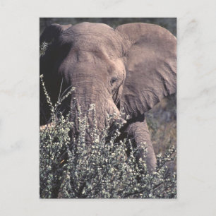 Elephant - Etosha National Park, Namibia Postkarte