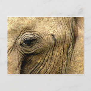 Elephant Eye Postkarte