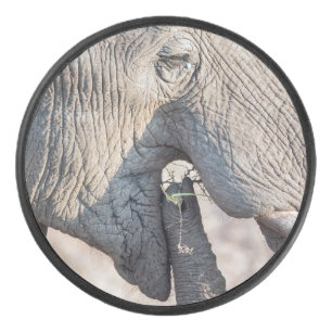 Elephant Feeding Eishockey Puck