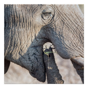 Elephant Feeding Poster