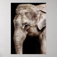 Elephant-Foto-Bild