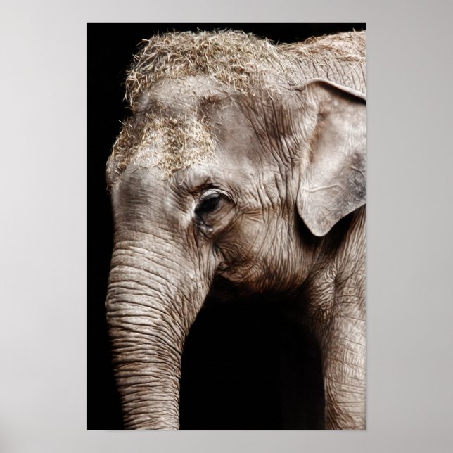Elephant-Foto-Bild Poster (Vorne)