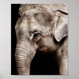 Elephant-Foto-Bild Poster