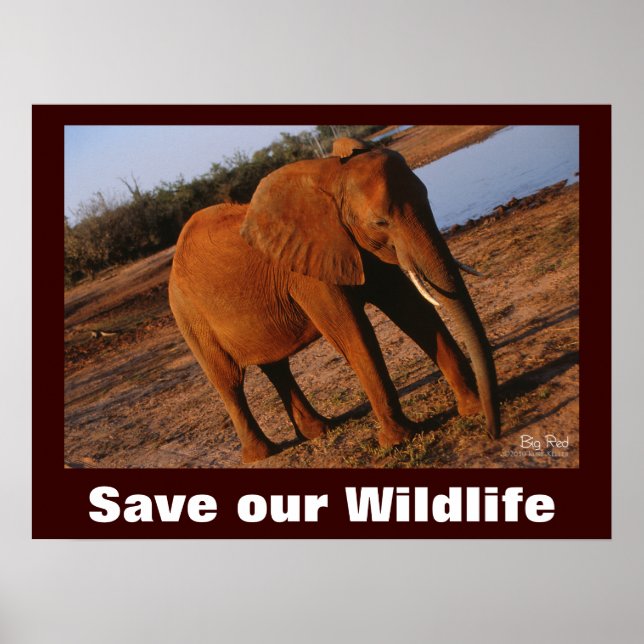 Elephant Foto Rette unser Wildlife Poster (Vorne)