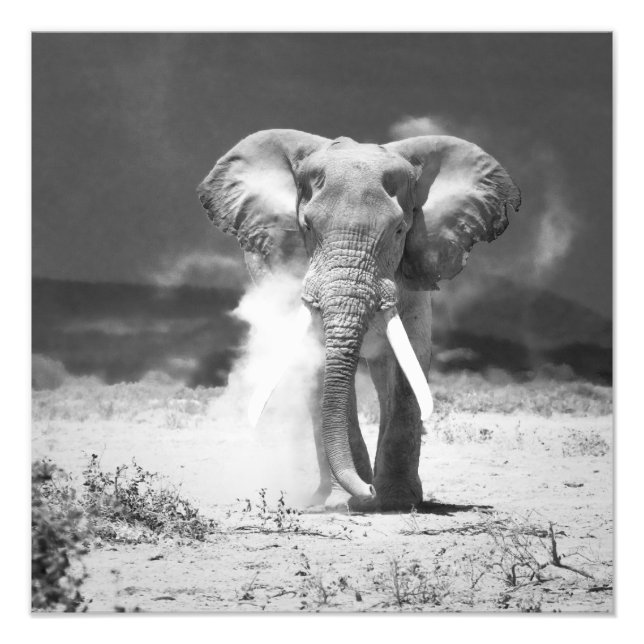 Elephant Fotodruck (Vorne)