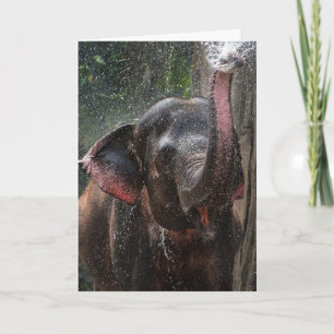 ELEPHANT FOTOGRAPH FUNNY SPLASH GEBURTSTAG KARTE