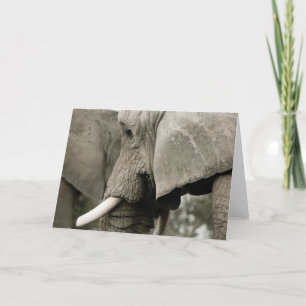 Elephant Grußkarte Karte