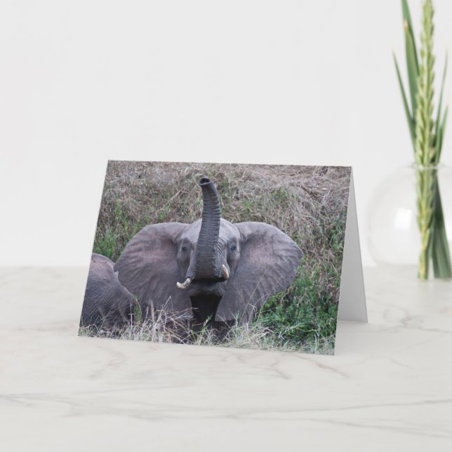 Elephant Hello Card Karte (Vorderseite)