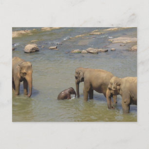 Elephant Herd Postcard Postkarte