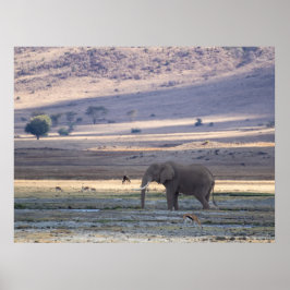 Elephant im Ngorongoro-Krater — Safari Po Poster