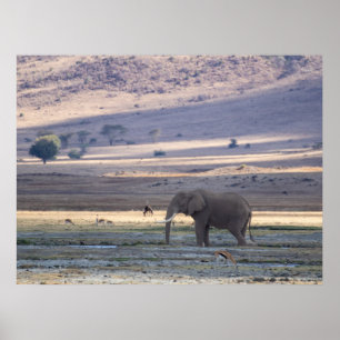 Elephant im Ngorongoro-Krater — Safari Po Poster