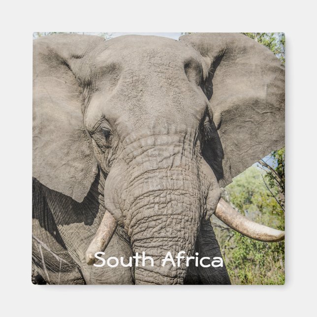 Elephant Kühlschrankmagnet - Südafrika Magnet (Vorne)