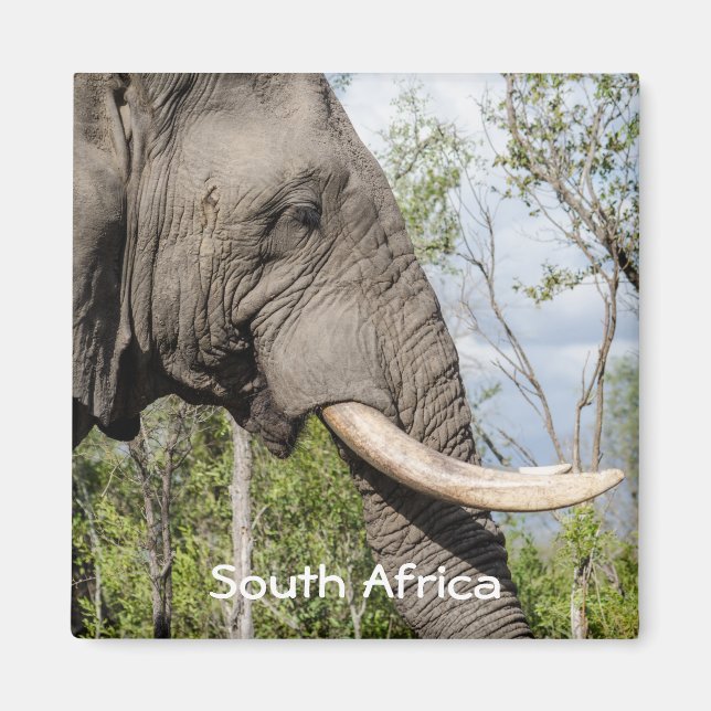 Elephant Kühlschrankmagnet - Südafrika Magnet (Vorne)