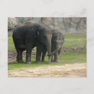 Elephant Loe Postkarte