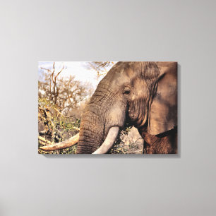 Elephant Lovers Art Leinwanddruck