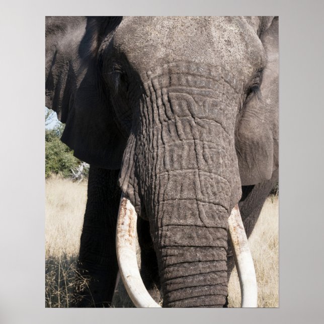 Elephant (Loxodonta africana), Abu Camp 3 Poster (Vorne)