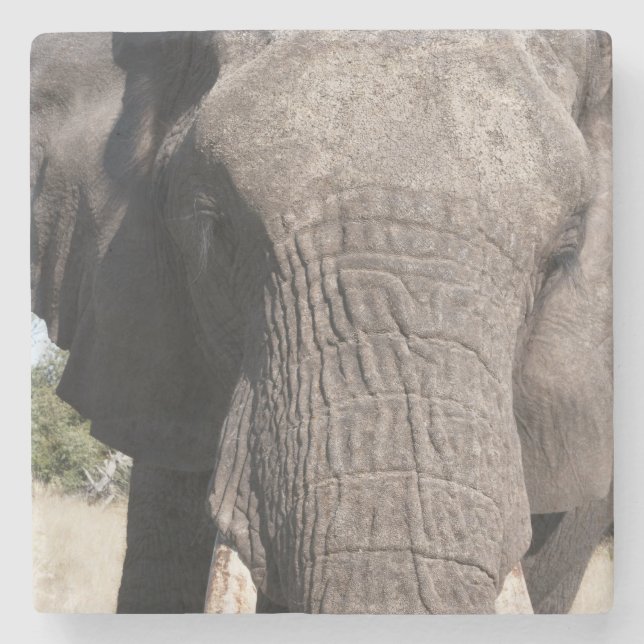 Elephant (Loxodonta africana), Abu Camp 3 Steinuntersetzer (Vorderseite)