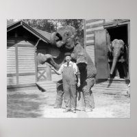 Elephant macht einen Trick, 1915. Vintages Foto