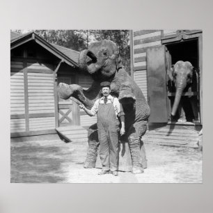 Elephant macht einen Trick, 1915. Vintages Foto Poster