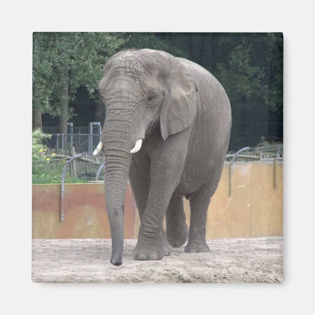 Elephant Magnet (Vorne)