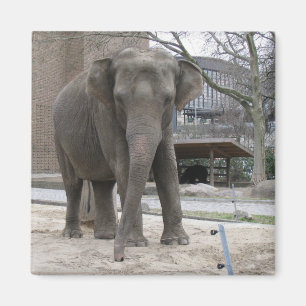 ELEPHANT-Magnet Magnet