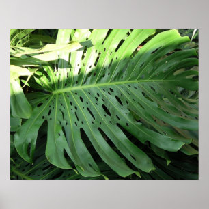 Elephant Ohr Tropical Pflanze Poster