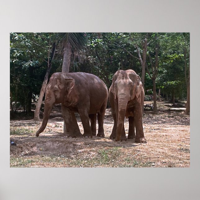 Elephant Pair Poster (Vorne)