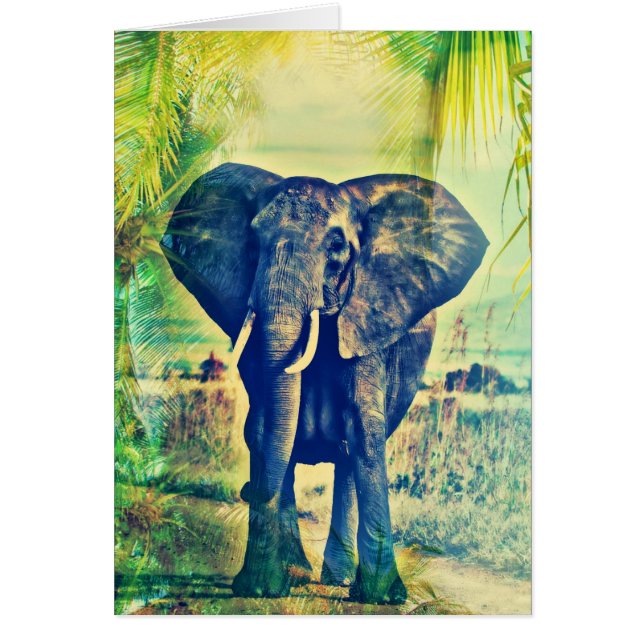 Elephant Palms (Vorne)