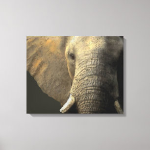 Elephant Portrait Leinwanddruck