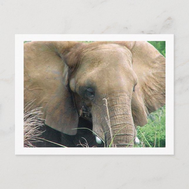 Elephant Postcard Postkarte (Vorderseite)