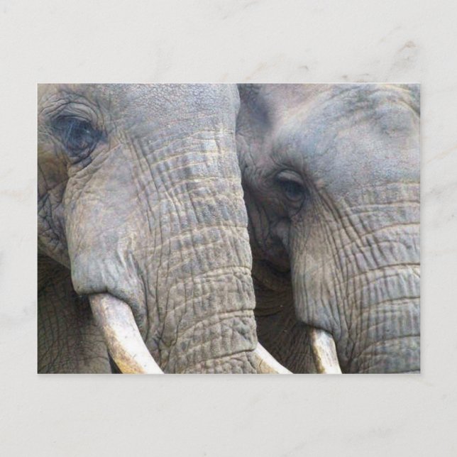 Elephant Postcard Postkarte (Vorderseite)