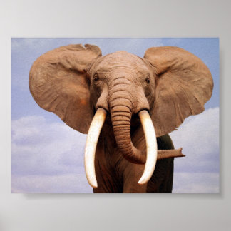 Elephant Poster