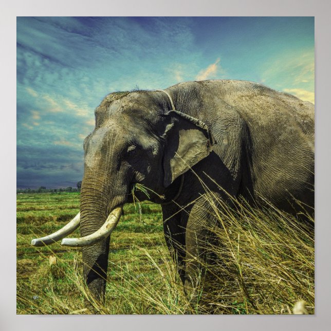 Elephant Poster (Vorne)