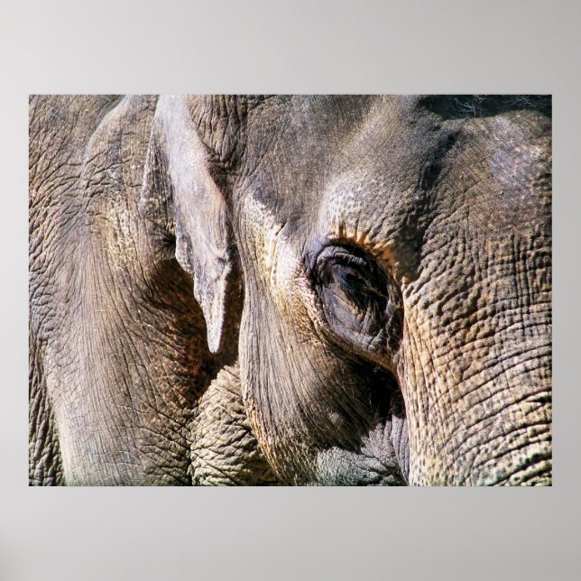 ELEPHANT POSTER (Vorne)