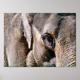 ELEPHANT POSTER