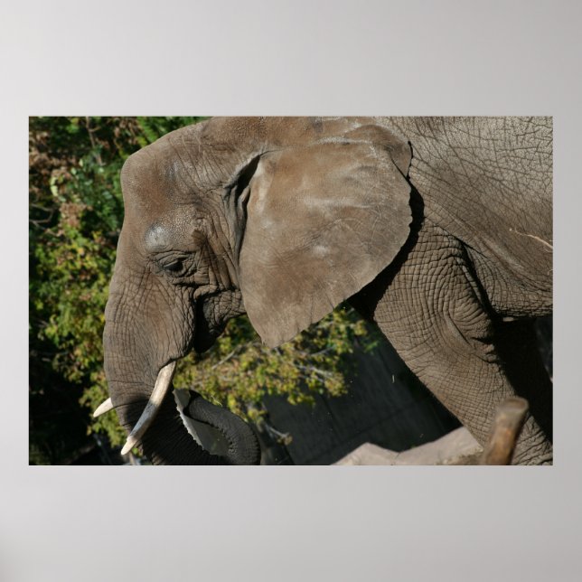 Elephant Poster (Vorne)