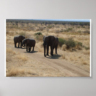 Elephant Poster