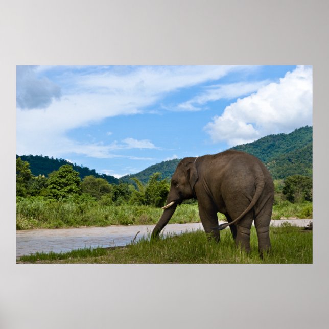 Elephant Poster in Farbe (Vorne)