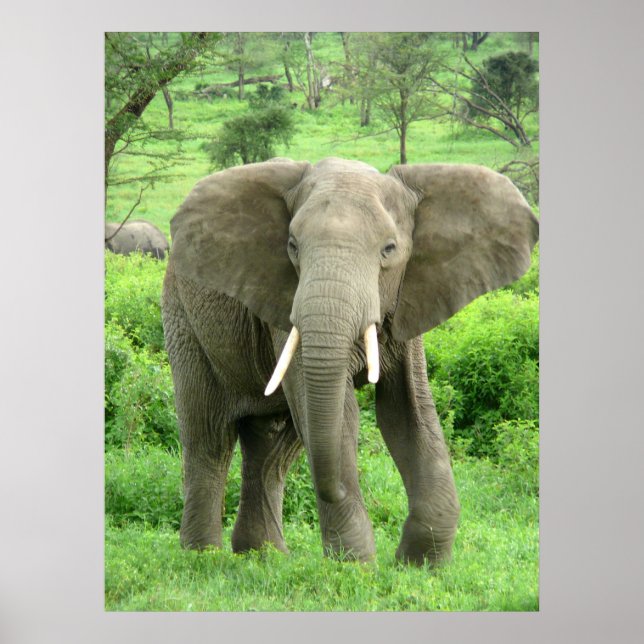 Elephant Posters Poster (Vorne)
