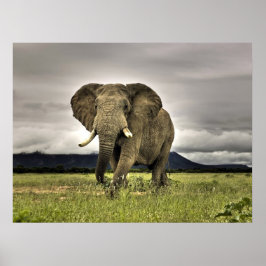 Elephant Posters Poster