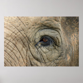 Elephant Posters Poster
