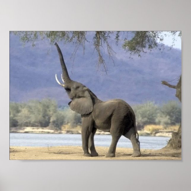 Elephant Posters Poster (Vorne)