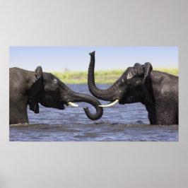 Elephant Posters Poster