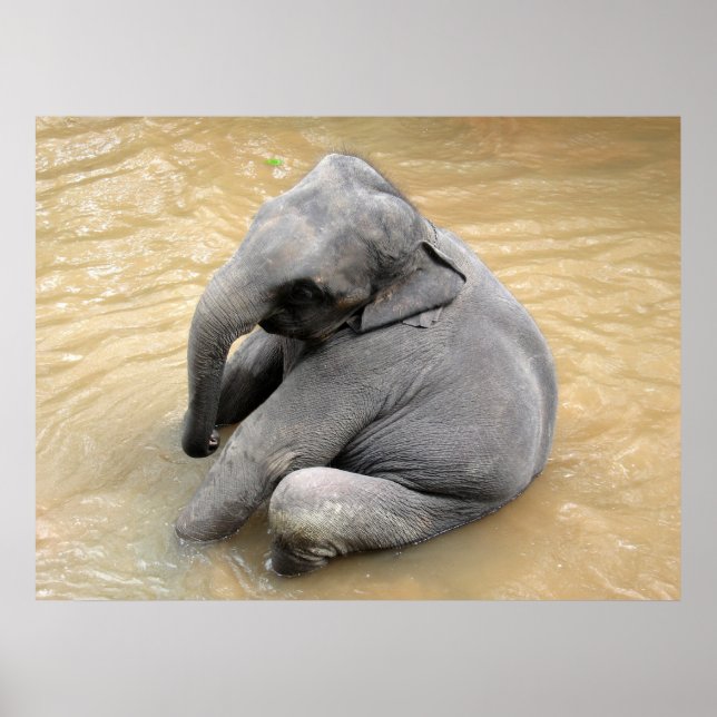 Elephant Posters Poster (Vorne)