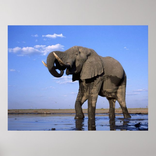 Elephant Posters Poster (Vorne)