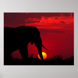 Elephant Posters Poster