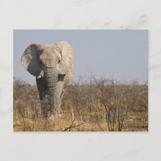 Elephant Postkarte