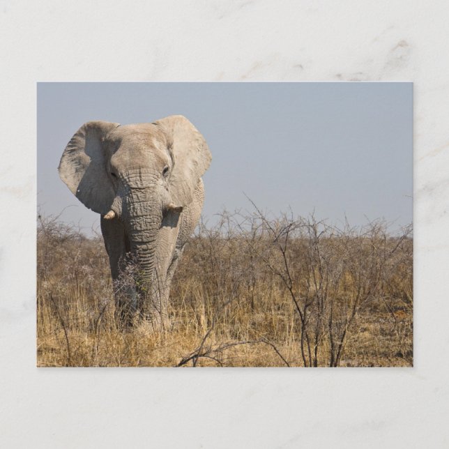 Elephant Postkarte (Vorderseite)
