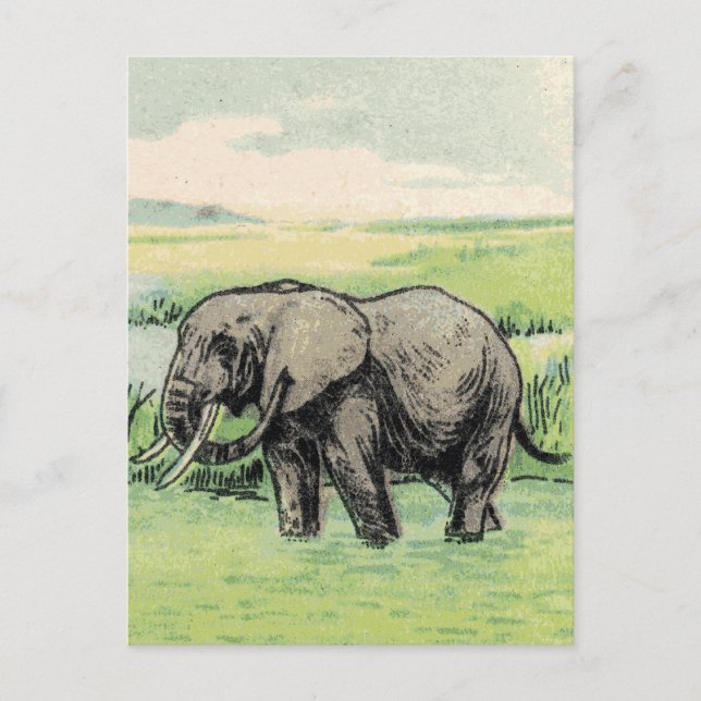 Elephant Postkarte (Vorderseite)