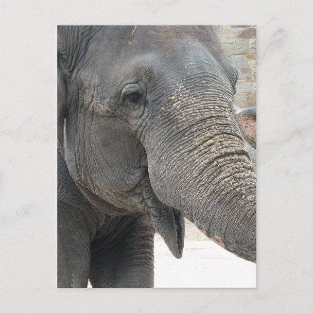 Elephant Postkarte (Vorderseite)